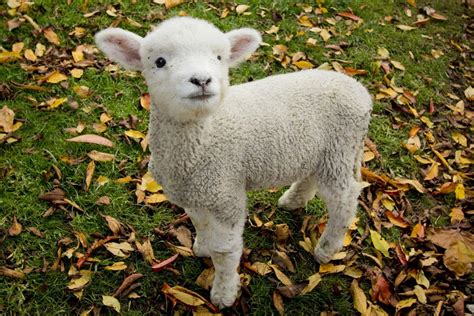 lamb animal images|free lamb images.